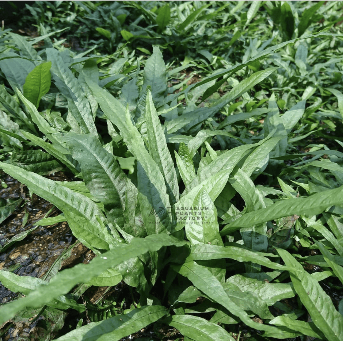 Java Fern XL Size