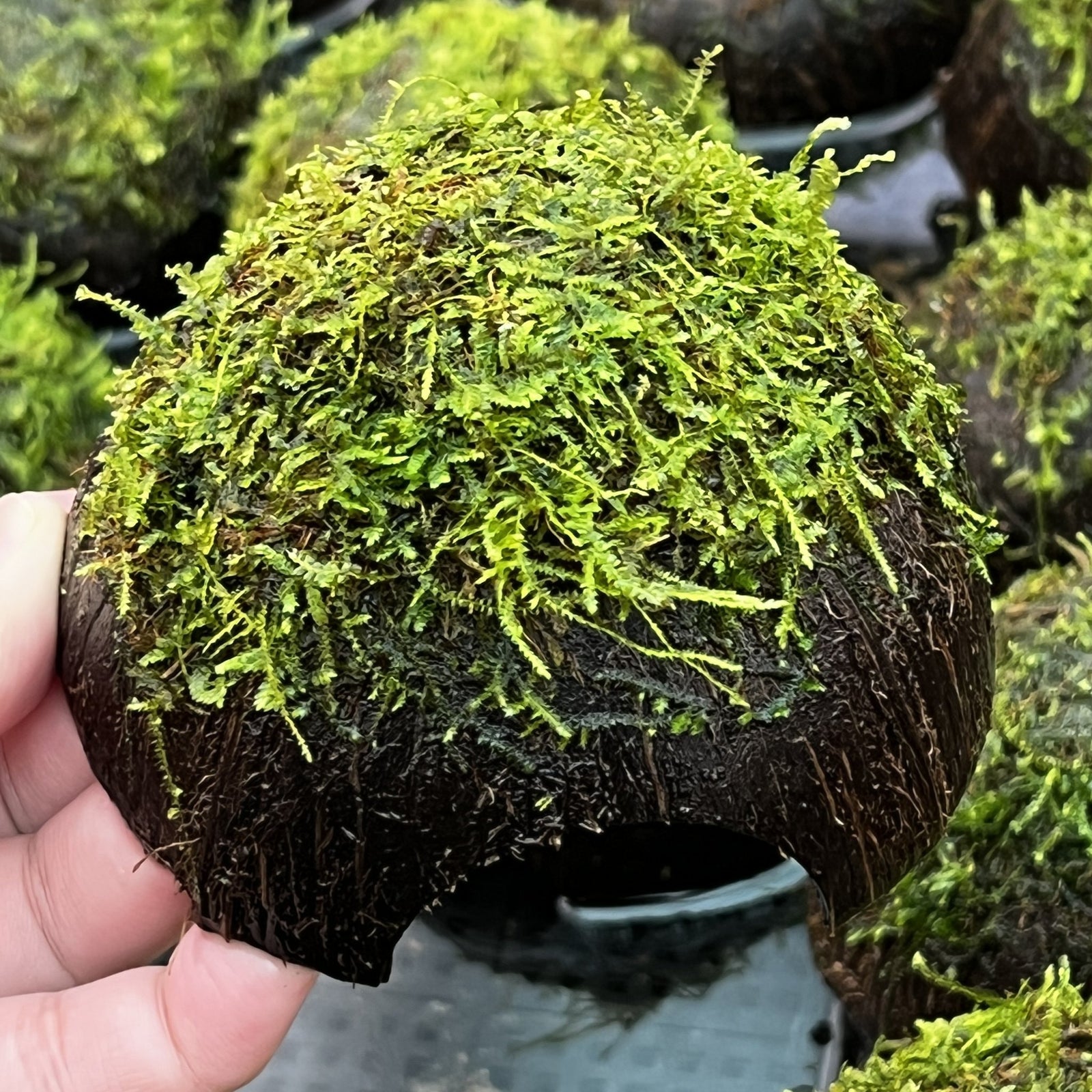 Java Moss on Coconut Cave - Aquarium Plants Factory