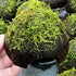 Java Moss on Coconut Cave - Aquarium Plants Factory