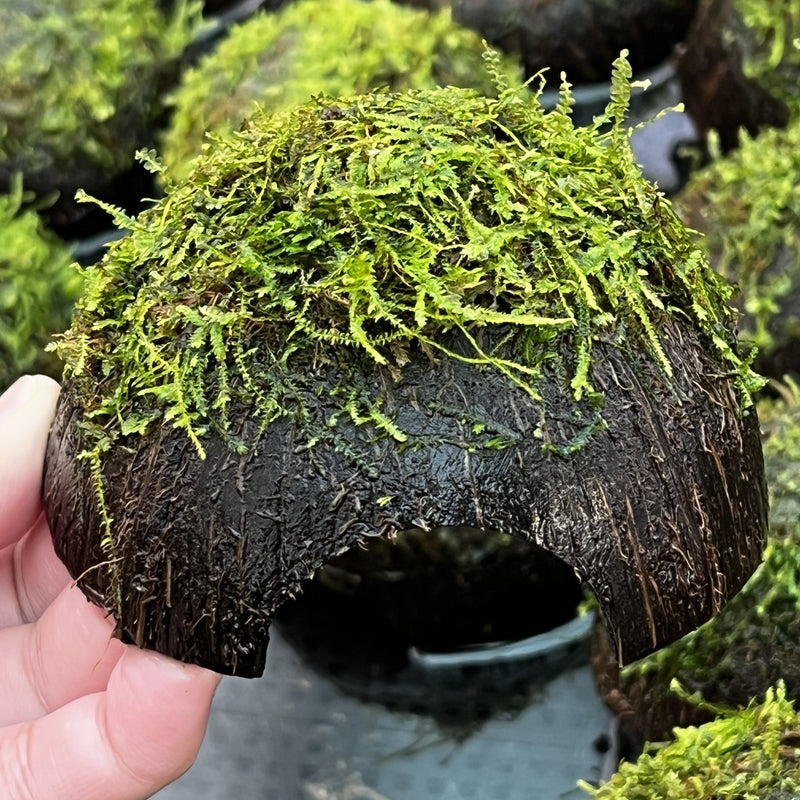 Java Moss on Coconut Cave - Aquarium Plants Factory