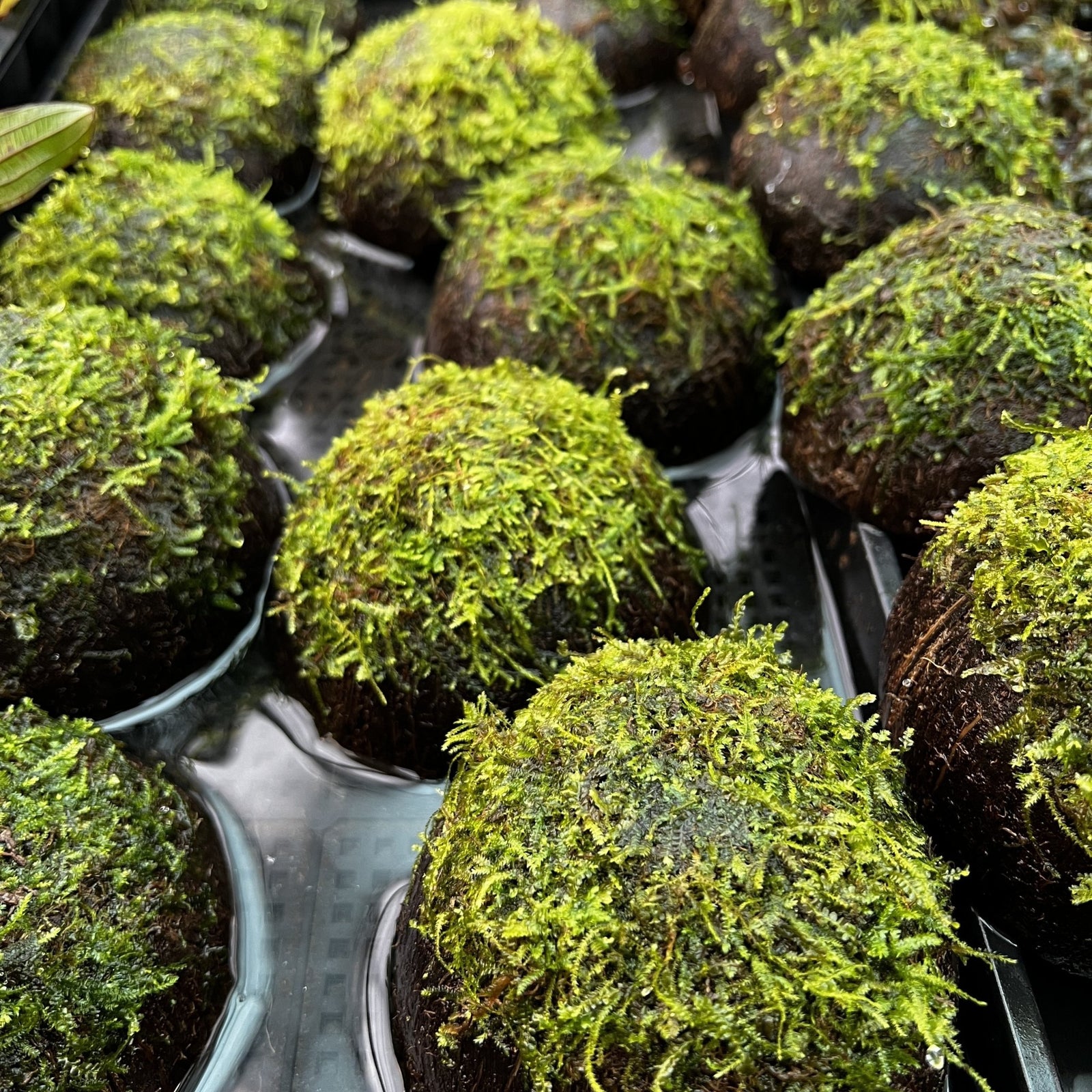 Java Moss on Coconut Cave - Aquarium Plants Factory