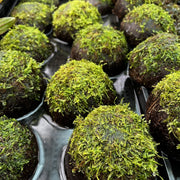 Java Moss on Coconut Cave