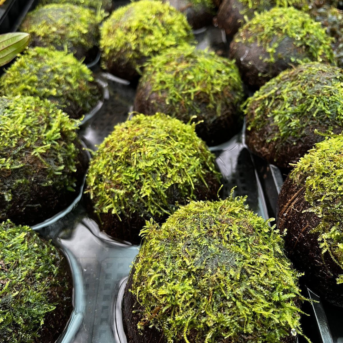 Java Moss on Coconut Cave