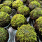 Java Moss on Coconut Cave - Aquarium Plants Factory