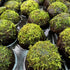 Java Moss on Coconut Cave - Aquarium Plants Factory