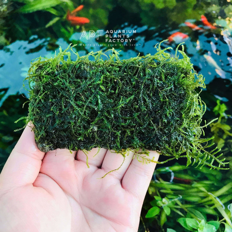 Java Moss on Handmade Stone Pad - Aquarium Plants Factory