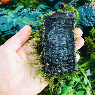 Java Moss on Handmade Stone Pad - Aquarium Plants Factory
