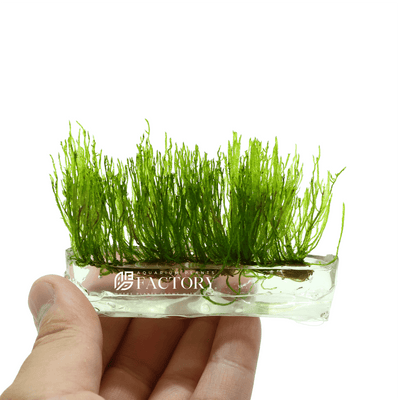Java Moss In Vitro Tissue Culture APF Aquarium Plants Factory®