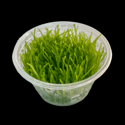 Java Moss - Tissue Culture Cup - Aquarium Plants Factory
