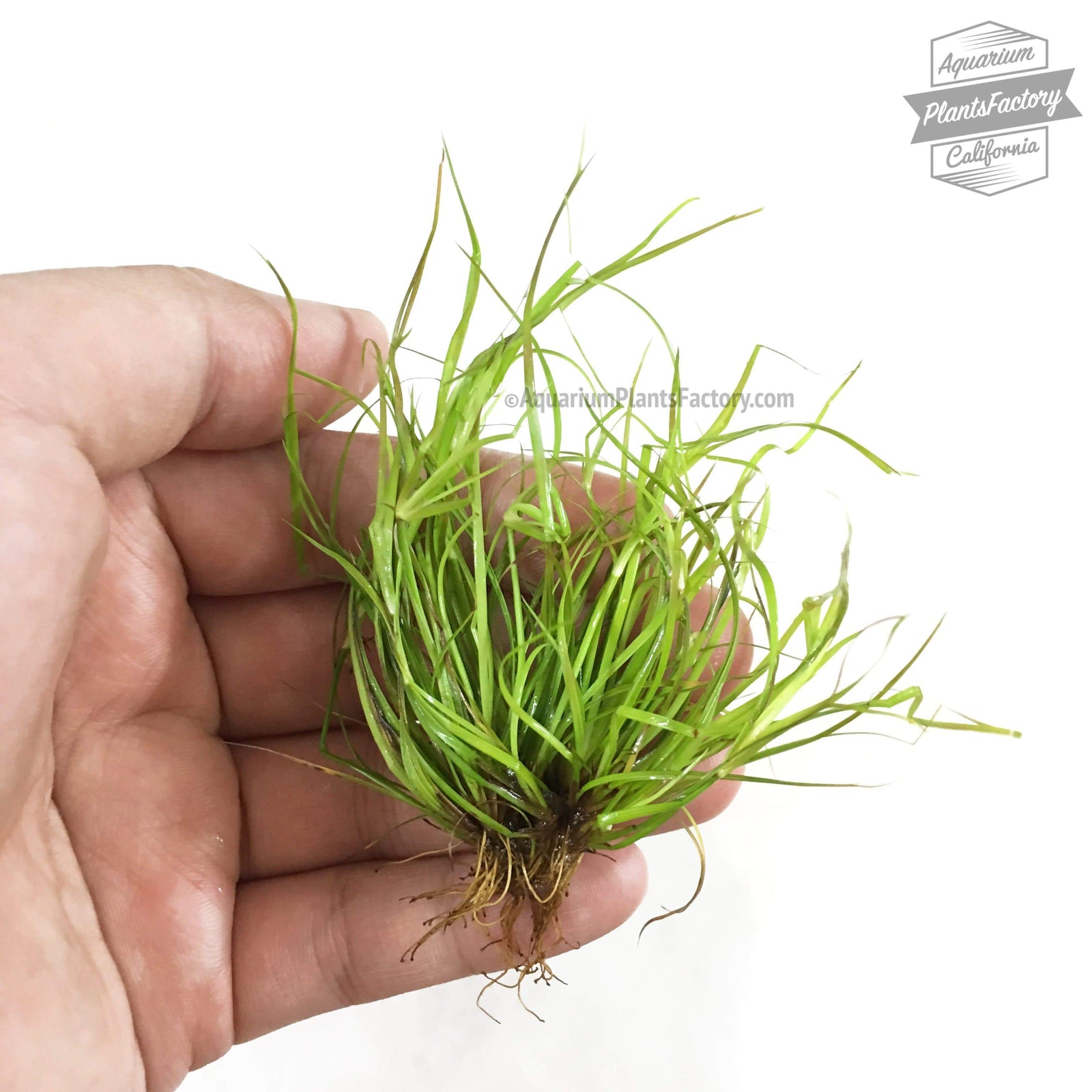 Juncus Repens Aquarium Plants Factory APF Foreground / Mid-Ground Aquascape Freshwater Aquatic Decoration
