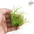 Juncus Repens Aquarium Plants Factory APF Foreground / Mid-Ground Aquascape Freshwater Aquatic Decoration
