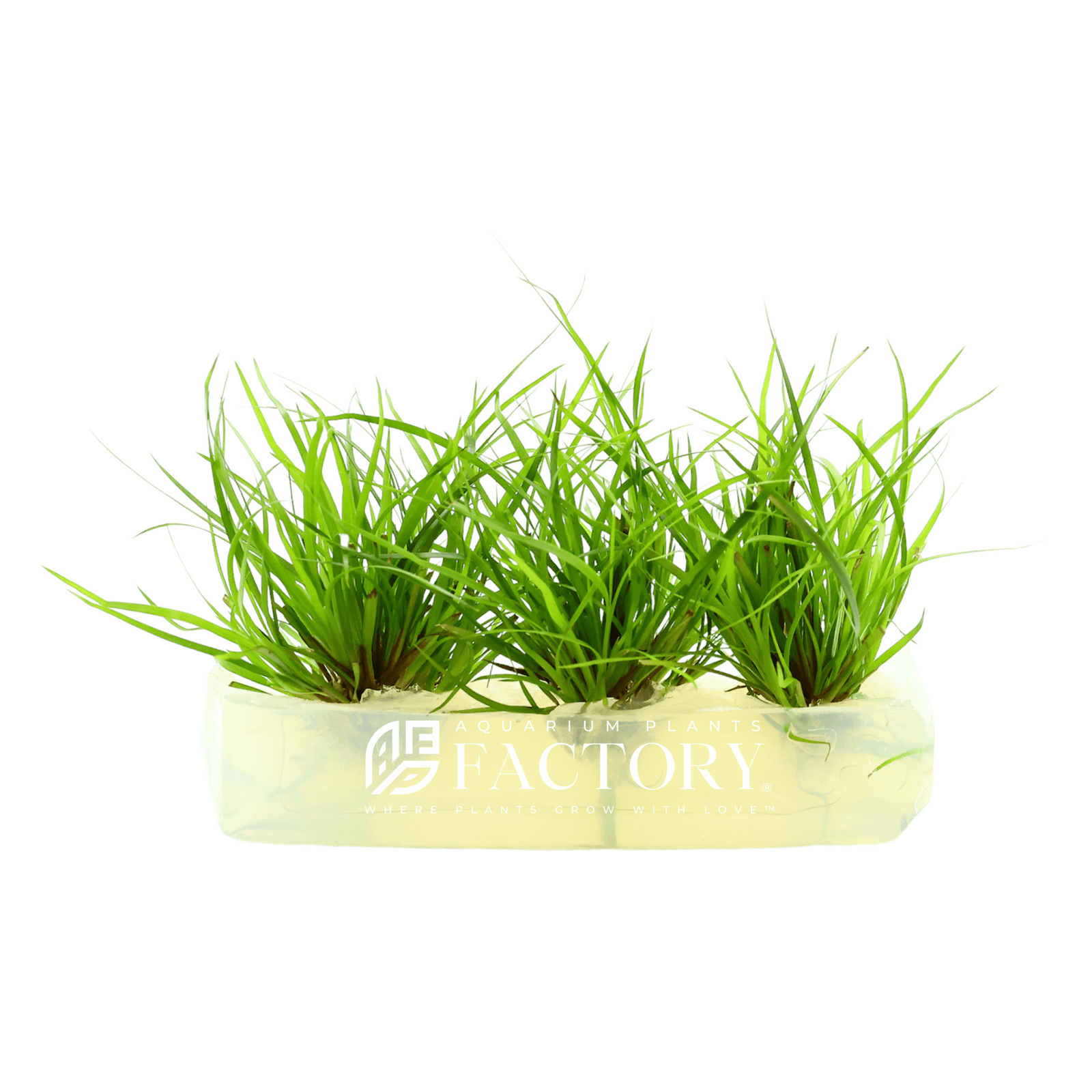 Juncus Repens Tissue Culture APF Aquarium Plants Factory