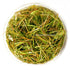 Juncus Repens - Tissue Culture Aquarium Plants Factory