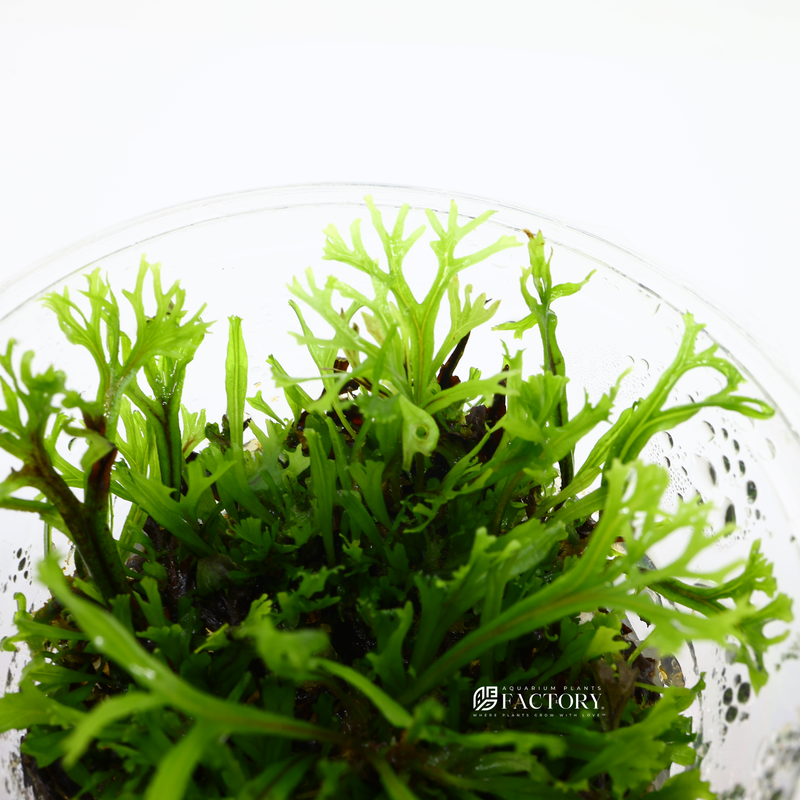 The Lace Java Fern is a low-maintenance plant that is easy to care for and can thrive in a variety of aquarium conditions. It does not require any special lighting or fertilization, and can even grow in low-light environments. It is an ideal plant for beginners or for those who are looking for a low-maintenance addition to their aquarium.