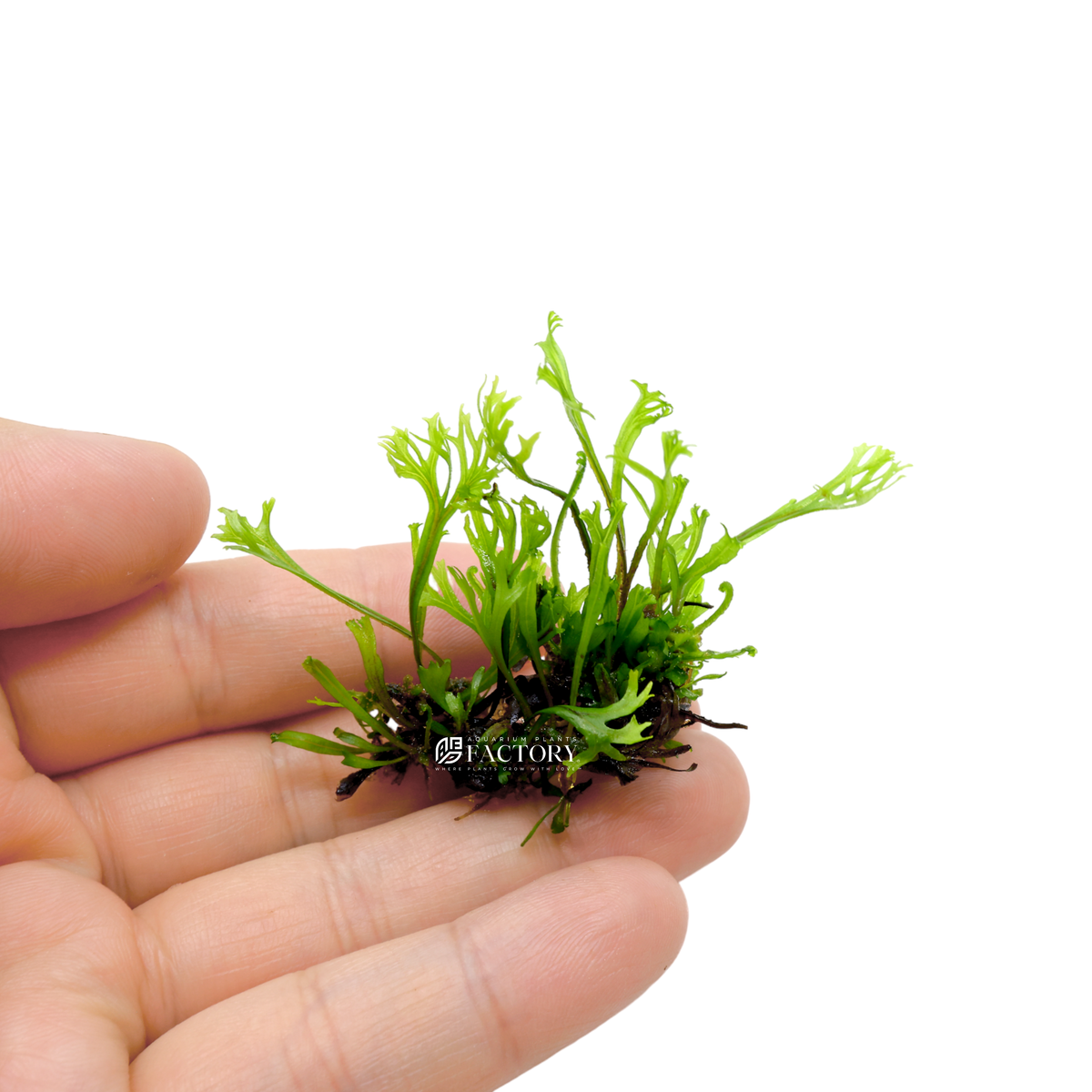 Lace Java Fern Microsorum Pteropus Windelov Aquarium Plants Factory®