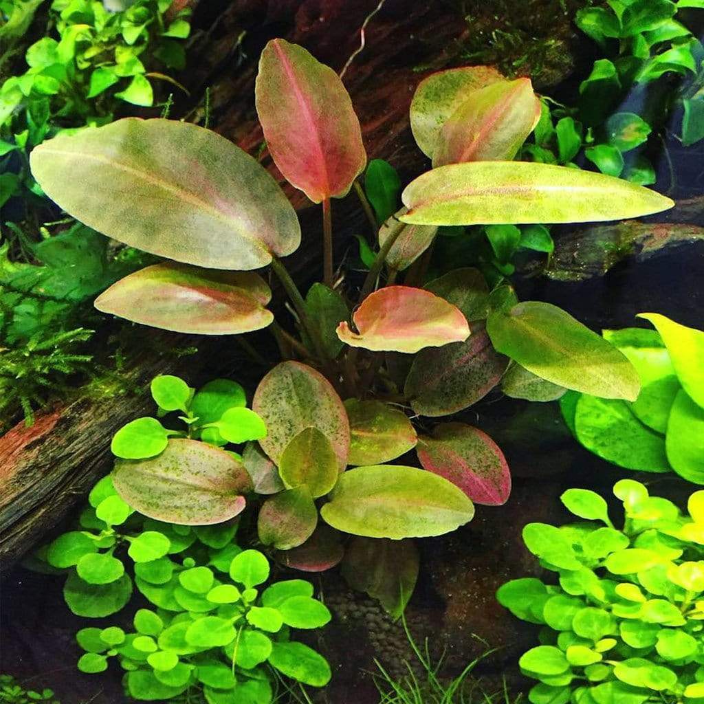 Lagenandra Meeboldii Red - Aquarium Plants Factory