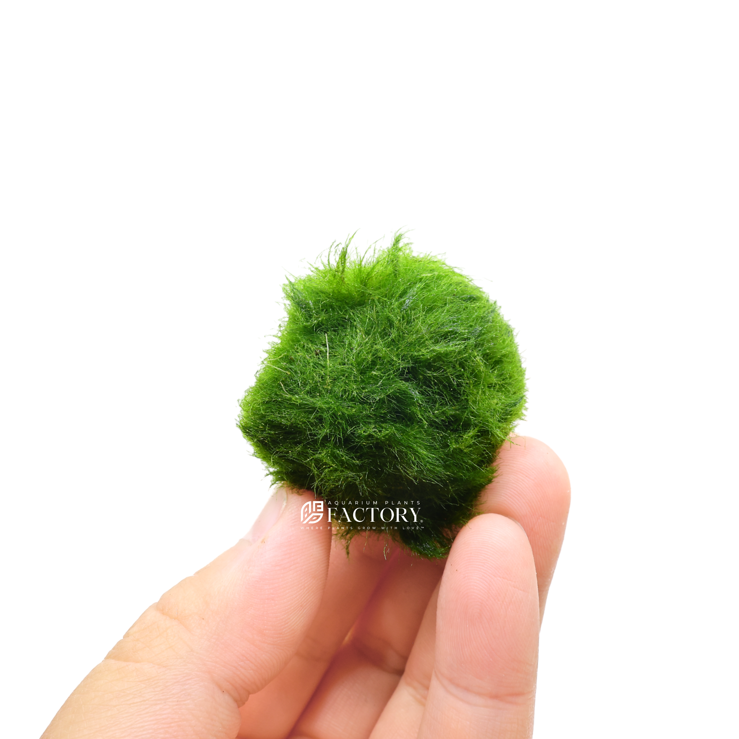  Marimo balls are also known as lake balls because they are commonly found in freshwater lakes and rivers in their native habitats. They were first discovered in the 1820s and have since become popular around the world due to their unique appearance and ease of care