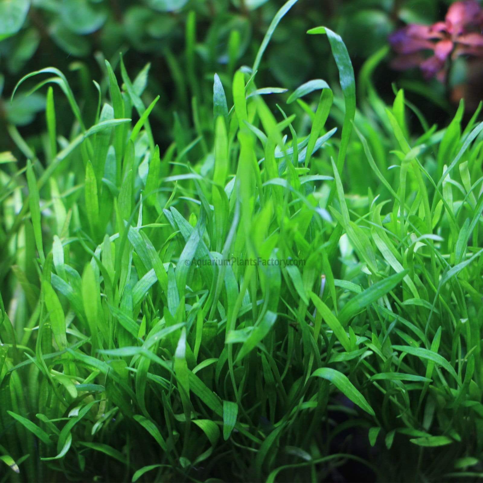 Lilaeopsis Brasiliensis / Micro Sword - Tissue Culture Cup - Aquarium Plants Factory