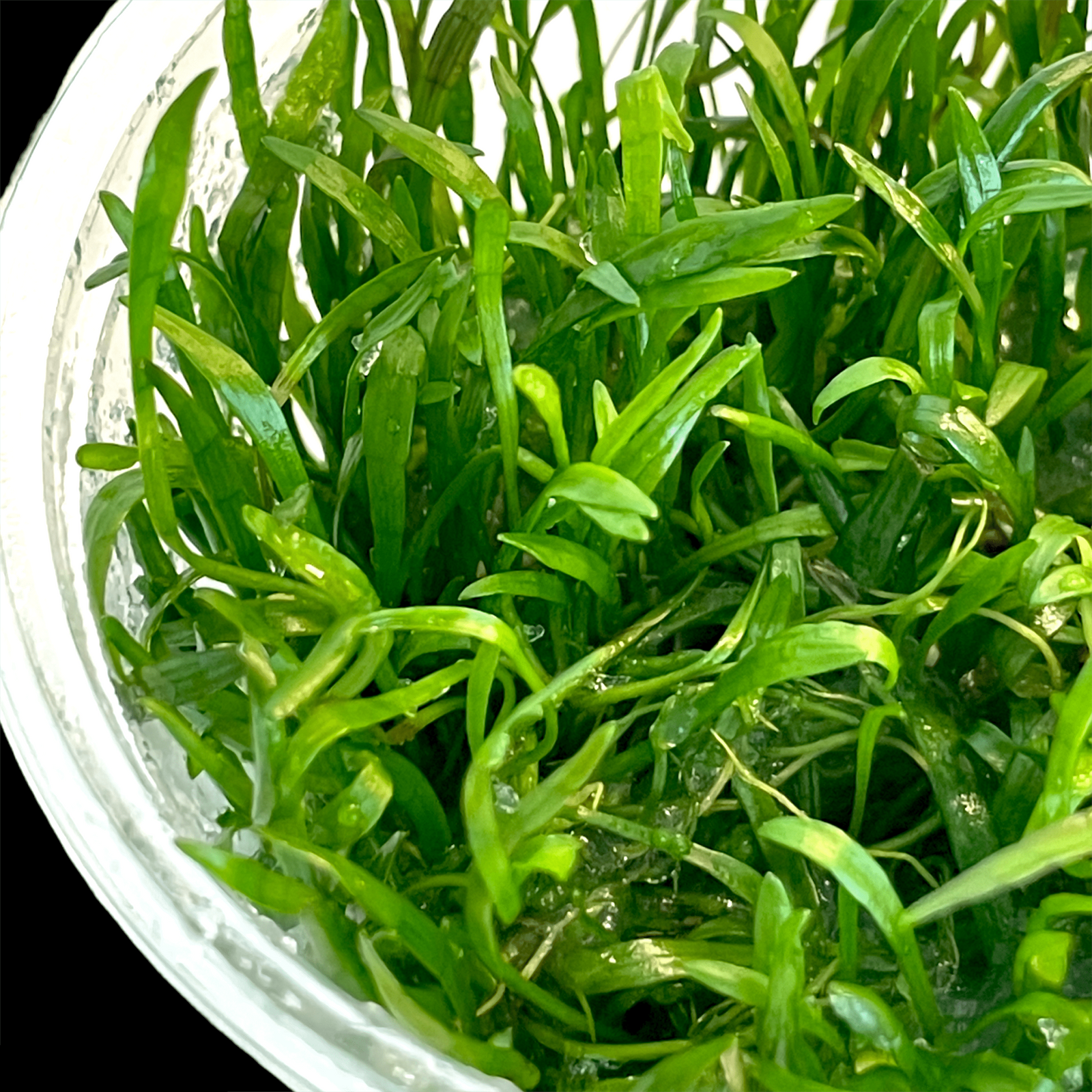 Lilaeopsis Brasiliensis / Micro Sword - Tissue Culture Cup - Aquarium Plants Factory