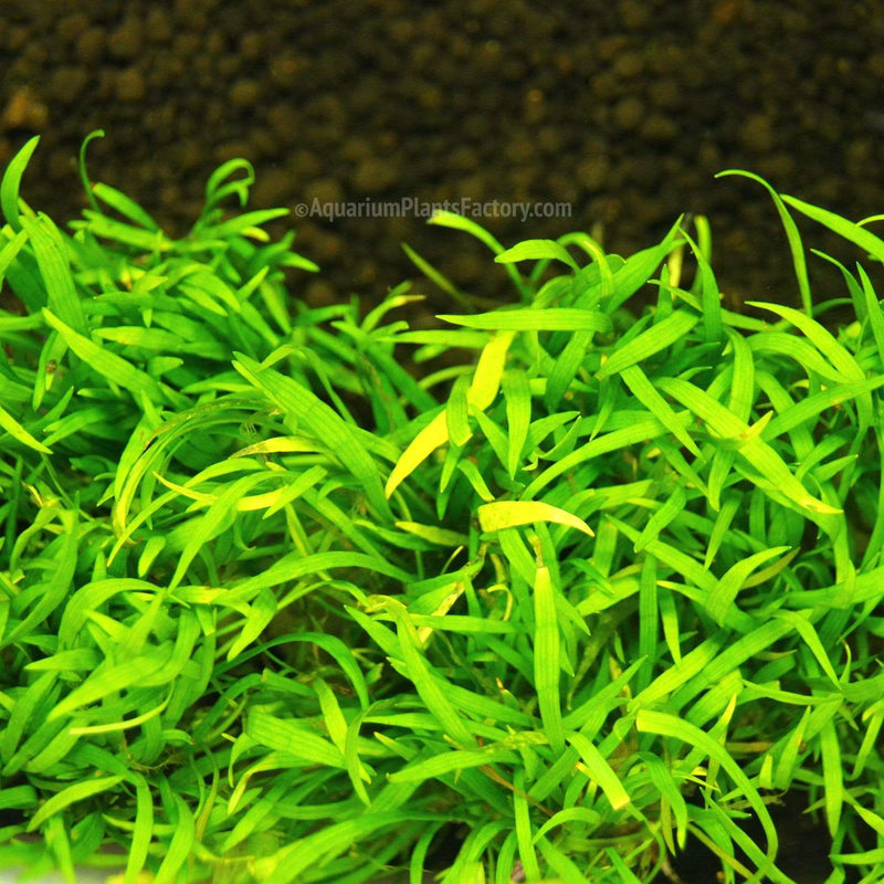 Lilaeopsis Brasiliensis / Micro Sword - Tissue Culture Cup - Aquarium Plants Factory