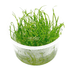 Lilaeopsis Mauritiana - Tissue Culture Cup - Aquarium Plants Factory