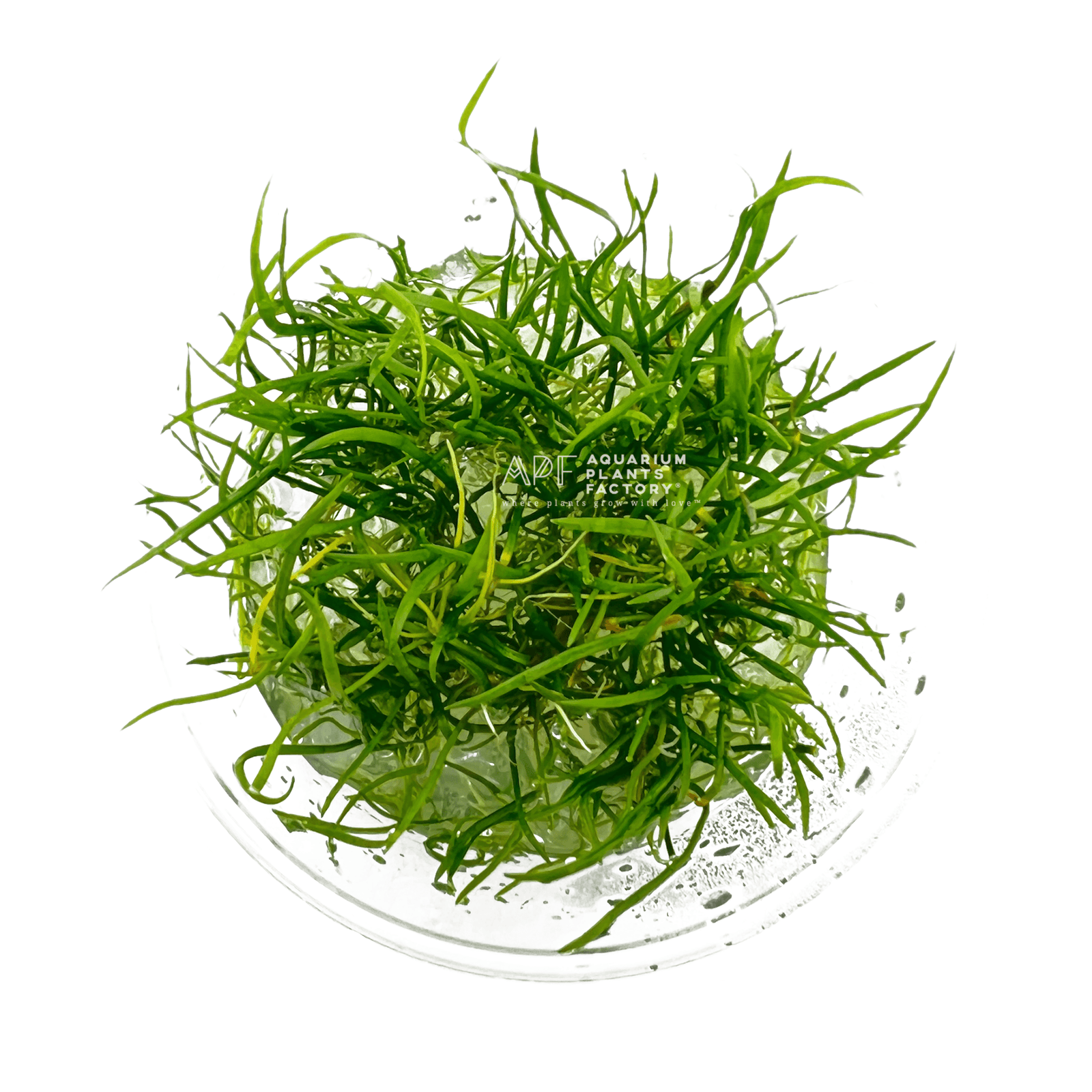 Lilaeopsis Mauritiana - Tissue Culture Cup - Aquarium Plants Factory