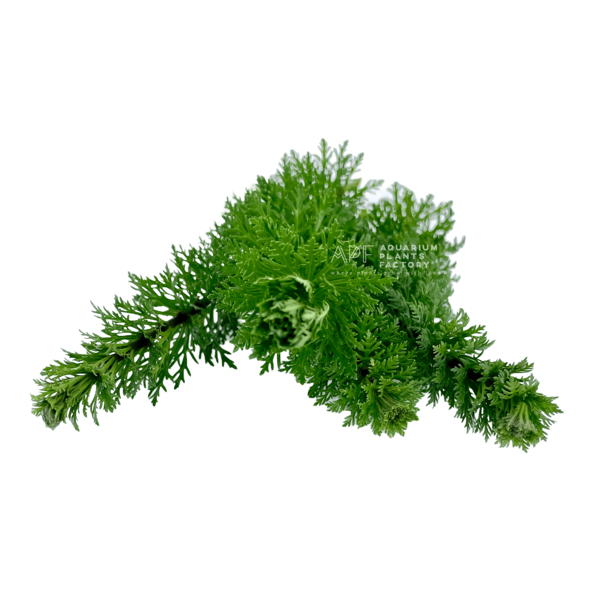 Limnophila Heterophylla - Aquarium Plants Factory