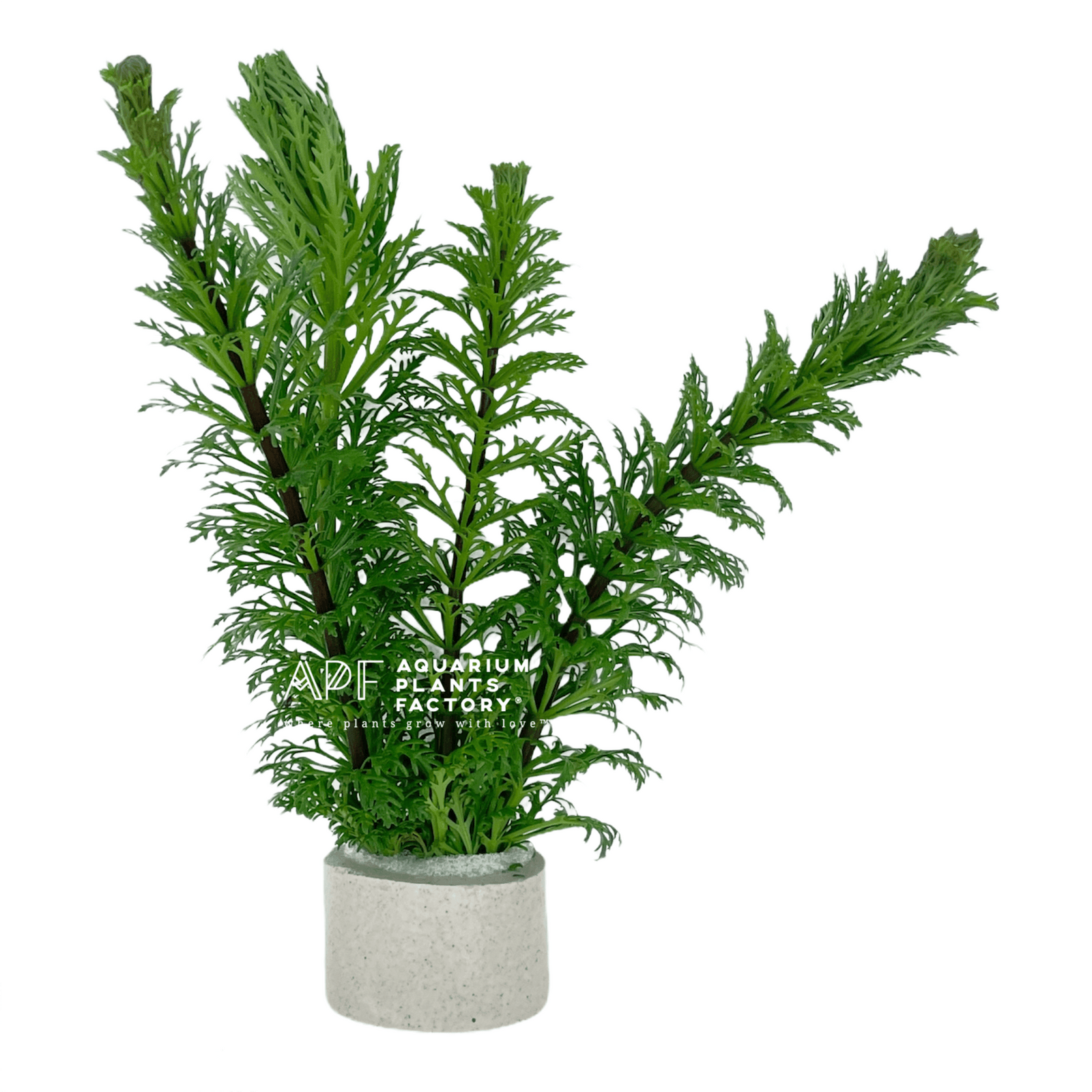 Limnophila Heterophylla - Aquarium Plants Factory