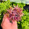 Limnophila Hippuridoides, an eye-catching stem plant native to the Malayan Peninsula, is a standout in the aquatic gardening world. Often mistaken for its relative, Limnophila aromatica, Limnophila Hippuridoides sets itself apart with its distinctive structure, featuring significantly more than three leaves per whorl.