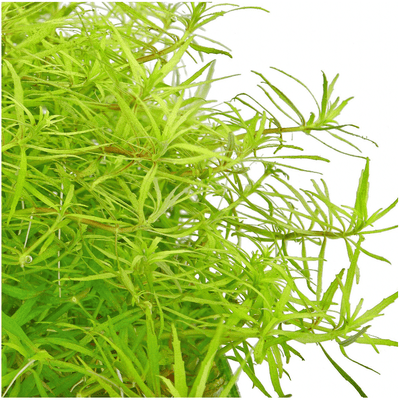 Limnophila Mini Vietnam - Aquarium Plants Factory