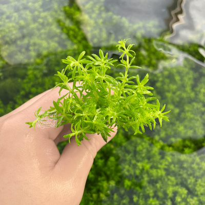 Limnophila Aromatica 'Mini', also known as Limnophila Mini Vietnam or Vietnam Ambulia, is a captivating aquatic plant known for its star-shaped leaves and fast-growing, creeping habit. This strong and vibrant plant is a true eye-catcher when planted in a group in the middle or background of an aquarium.