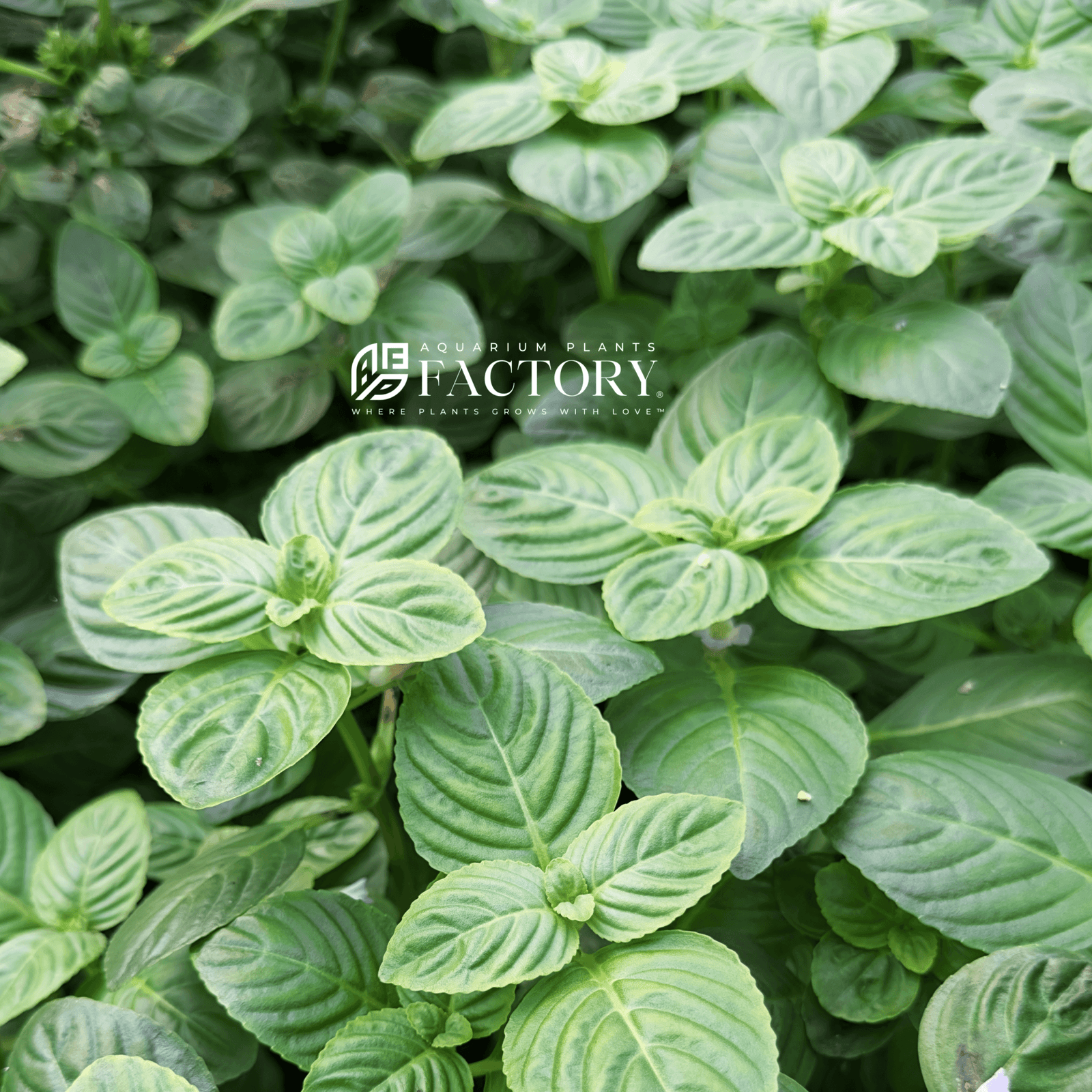 Limnophila Rugosa / Basil Leaf Limnophila | Aquarium Plants Factory®