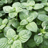 Limnophila Rugosa / Basil Leaf Limnophila | Aquarium Plants Factory®