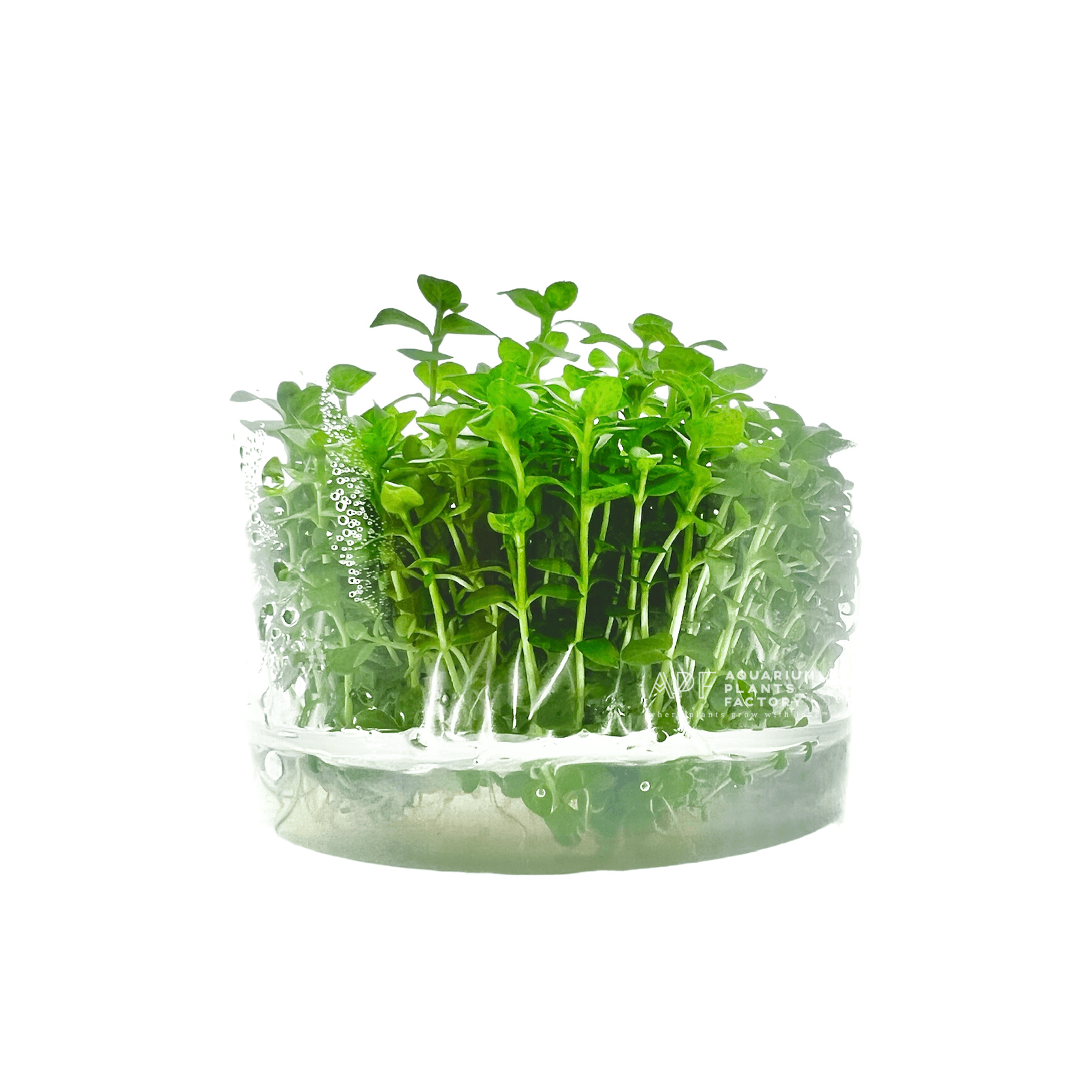 Lindernia Rotundifolia - Tissue Culture Cup | APF Aquarium Plants Factory®