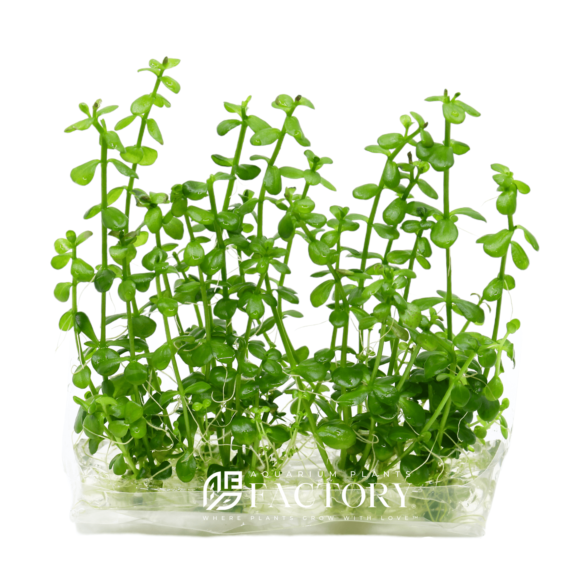 Lindernia Rotundifolia Tissue Culture APF Aquarium Plants Factory Aquascape