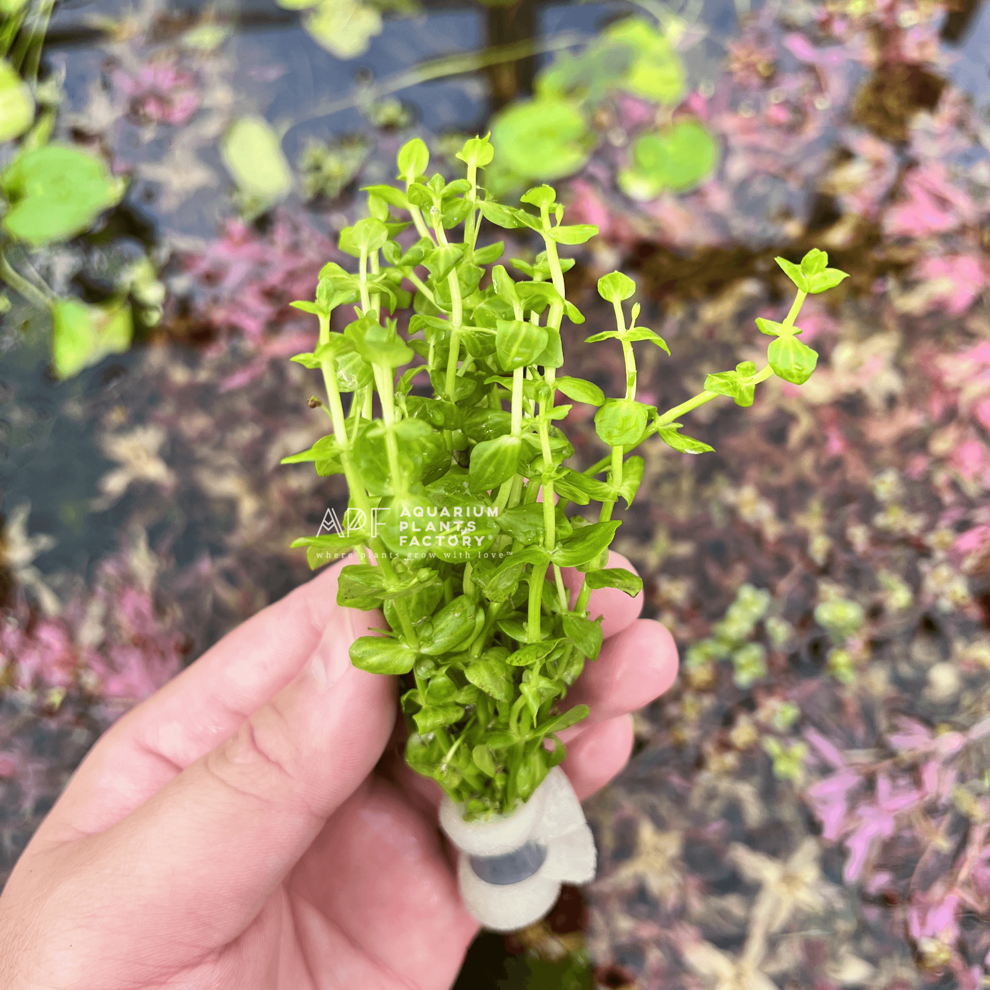 Lindernia Parviflora Variegated