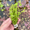 Aquascaped tank with upright stems of Lindernia Dwarf Watermelon plant