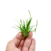 Littorella Uniflora (American Shoreweed) aquarium plant