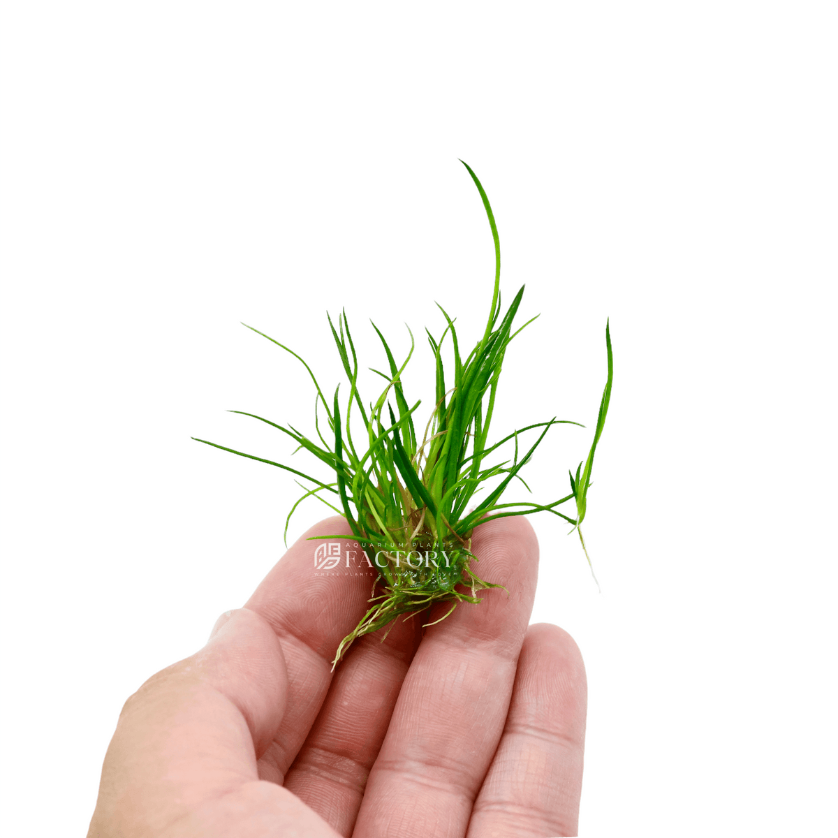 Littorella Uniflora (American Shoreweed) aquarium plant