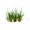 Littorella Uniflora, commonly known as American Micro Sword or US Micro Sword, is a versatile and attractive plant native to the United States. This grass-like plant is perfect for terrariums, ponds, and aquariums, making it a popular choice among aquarists and hobbyists.