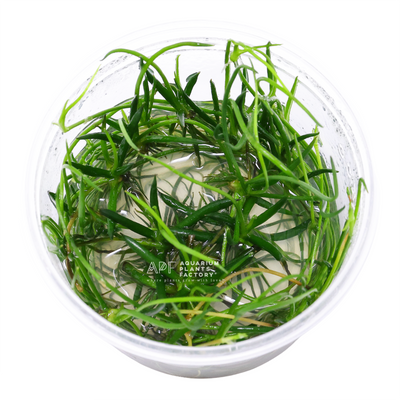 Littorella Uniflora / Lilaeopsis Littorella Tissue Culture APF Aquarium Plants Factory®