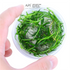 Littorella Uniflora - Tissue Culture Cup - Aquarium Plants Factory