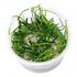 Littorella Uniflora - Tissue Culture Cup - Aquarium Plants Factory