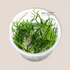 Littorella Uniflora / Lilaeopsis Littorella Tissue Culture APF Aquarium Plants Factory®