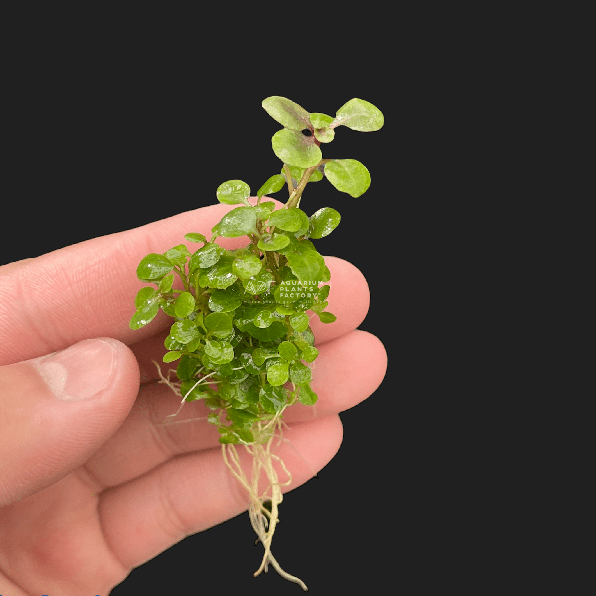 Lobelia Cardinalis - Aquarium Plants Factory