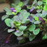 Lobelia Cardinalis - Aquarium Plants Factory