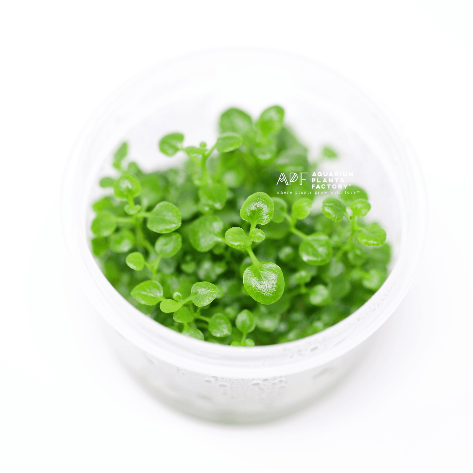 Lobelia Cardinalis - Tissue Culture Cup - Aquarium Plants Factory