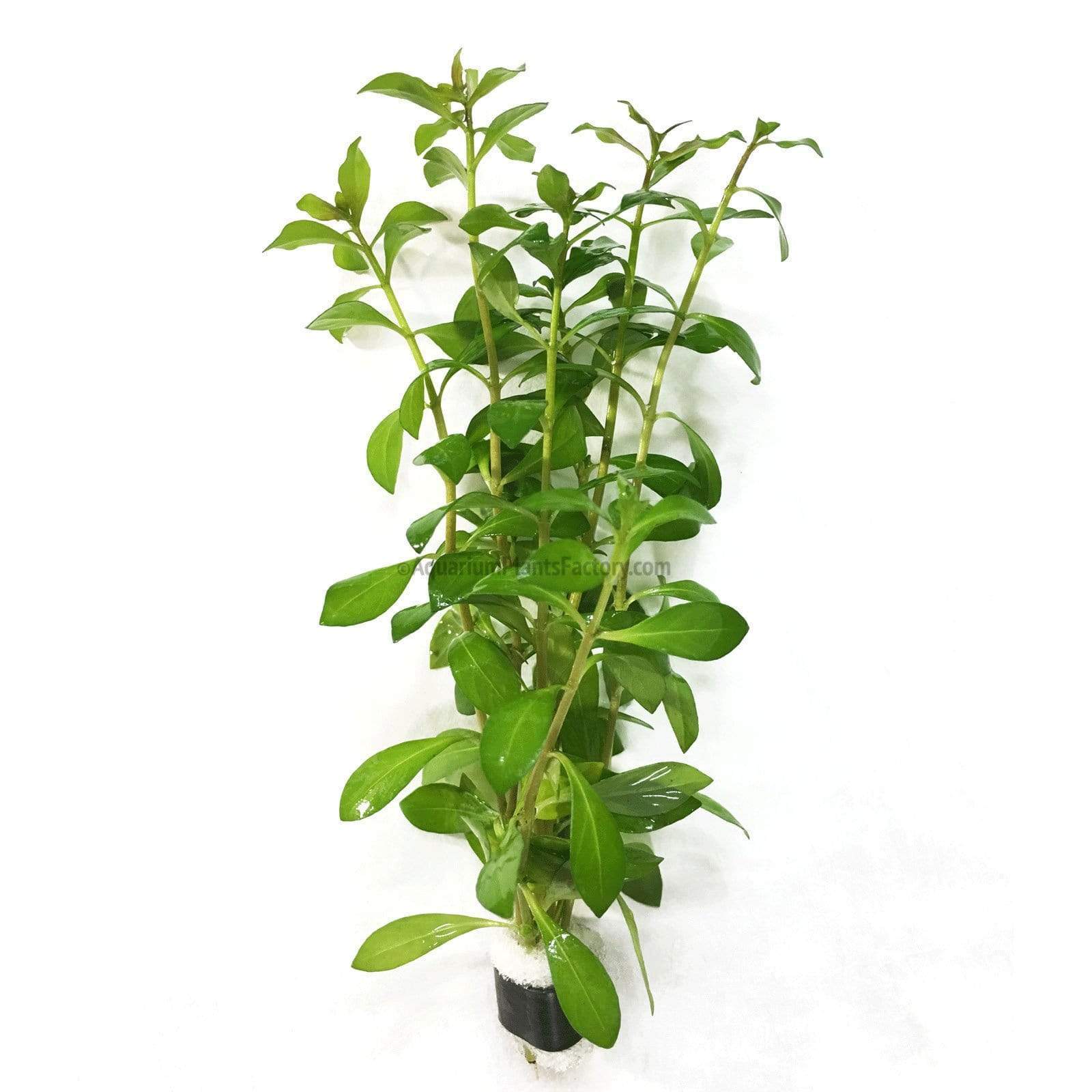 Ludwigia Arcuata | Narrow Leaf Repens - Aquarium Plants Factory