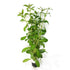 Ludwigia Arcuata | Narrow Leaf Repens - Aquarium Plants Factory