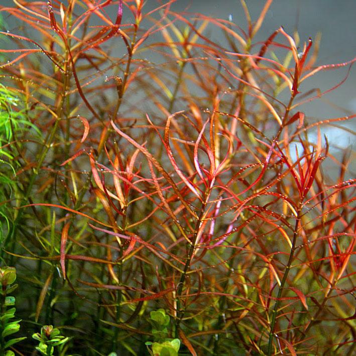 Ludwigia Arcuata / Narrow Leaf Repens - Aquarium Plants Factory